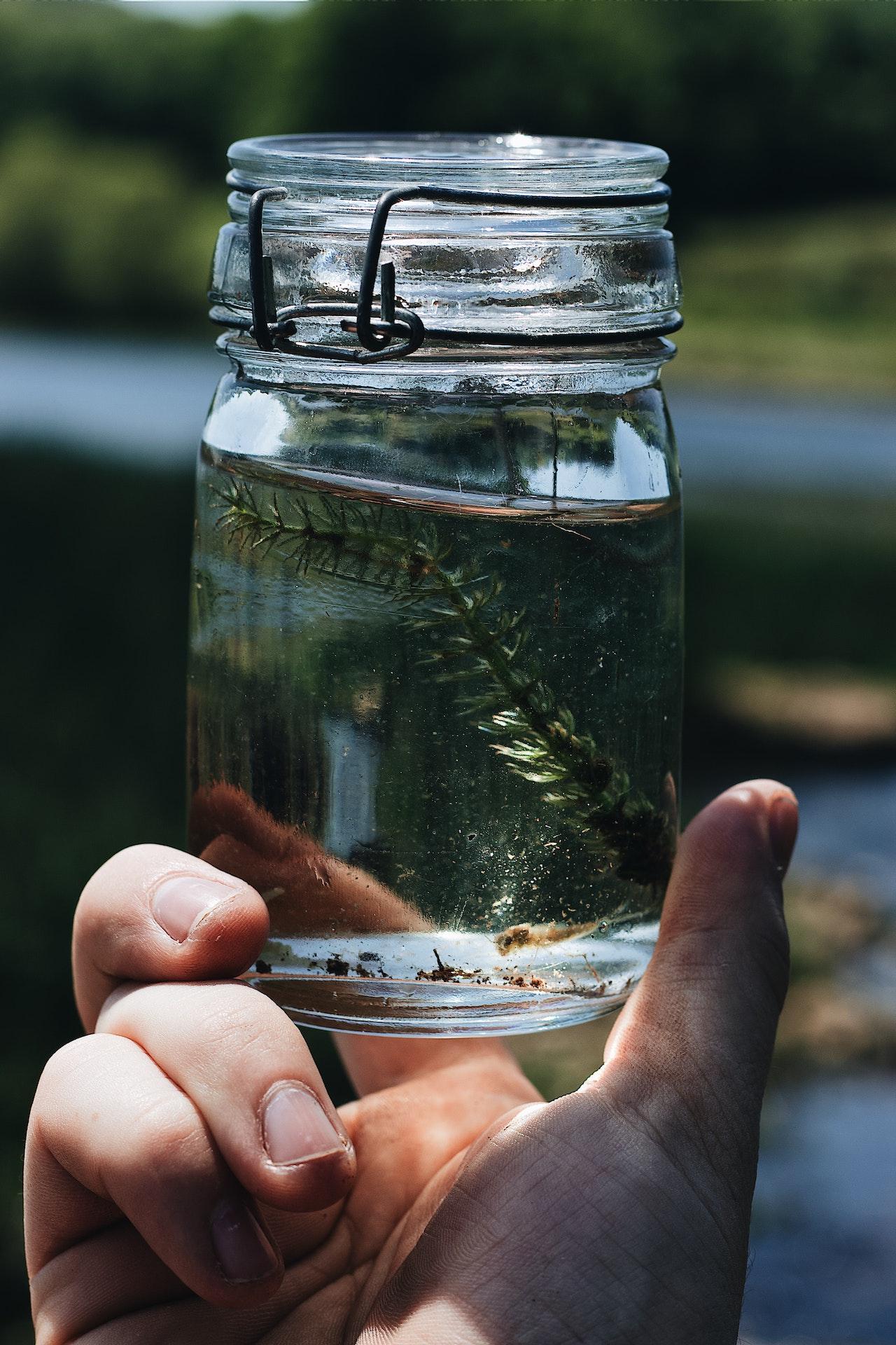 Piece of a plant in a jar